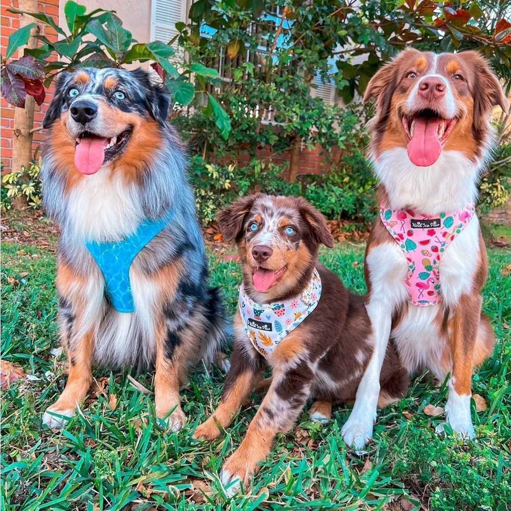 💖 NEW Coquette Pink Dog Harness | XS | Trendy & Comfy! - Picture 8 of 8